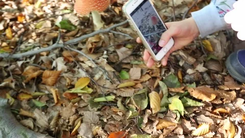 Young girl taking picture of toadstool mushroom in the forest. Video stock 117907341