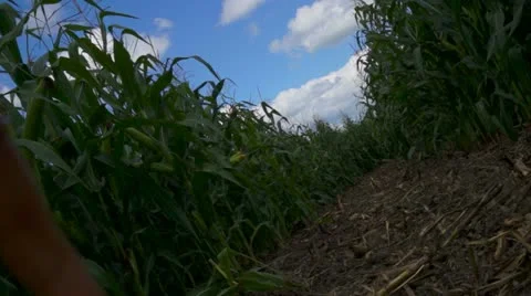 Young Girl Walking In A Corn Field Stock Footage 11809034