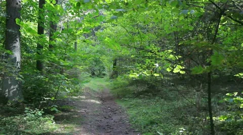 Young  girl walking in the forest Stock-Footage 12046374