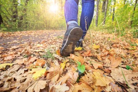 Young girl walks through the fall leaves on the road in the woods  Stock Photos