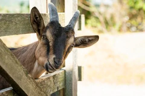 Young goat chewing Stock Photos