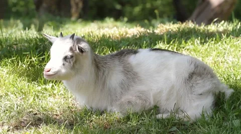 Young goat chews a grass Stock Footage 7749164