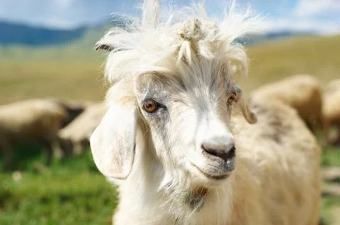 Young goat close up Stock Photos