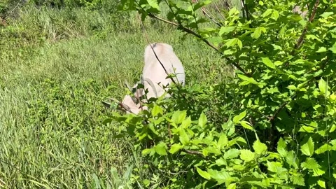 The young goat cuts off and eats green leaves of the bush Stock Footage 312216813