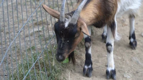 A young goat eats plants near a pasture. In the countryside. Video stock 113088714
