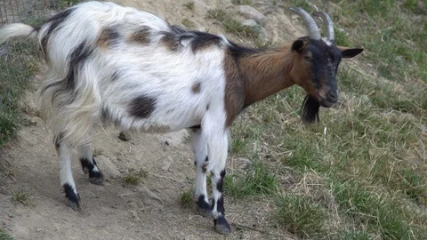 A young goat eats plants near a pasture. In the countryside. Stock Footage 113089111