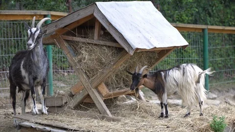A young goat eats plants near a pasture. In the countryside. Stock Footage 113089872