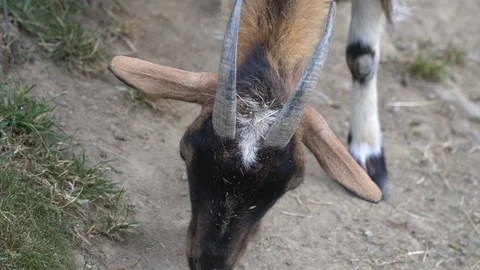 A young goat eats plants near a pasture. In the countryside. Video stock 113090584