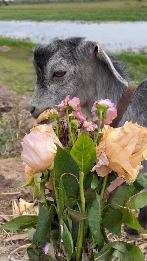 A young goat eats a wilted bouquet of roses. Stock Footage 282666798