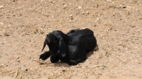 Young goat Stockbeeldmateriaal 711896