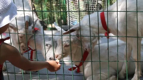 Young goat Stock Footage 911994