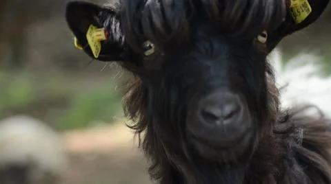 Young  goat Stock Footage 7340672