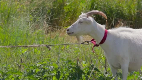 A young goat grazes in a spring meadow. Close-up of a goat. Goat posing on Video stock 137970575