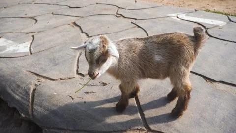 Young Goat Grazing on Stone Pathway Under Bright Daylight Sunlight Stock Footage 301211796