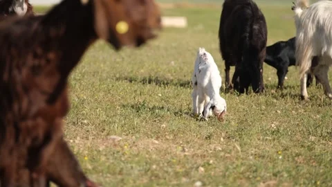 Young Goat Kid Grazing On Grass Video stock 336495140