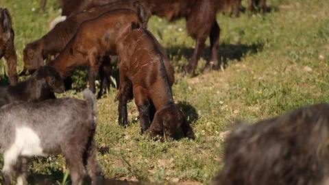 Young Goat Kid Grazing On Grass Video stock 336495176