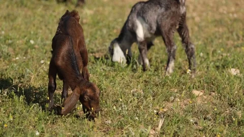 Young Goat Kid Grazing On Grass Video stock 336495201