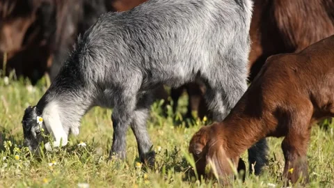 Young Goat Kid Grazing On Grass Video stock 336495262