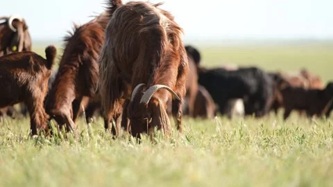 Young Goat Kid Grazing On Grass Video stock 336495287