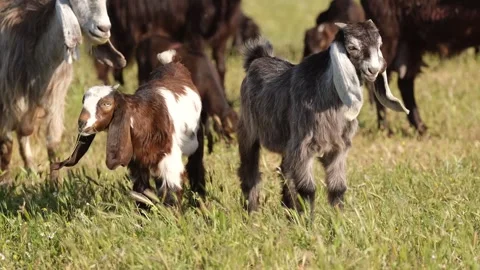 Young Goat Kid Grazing On Grass Video stock 336495293