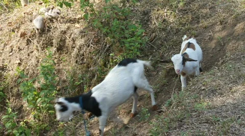 Young goat left behind Stock Footage 710103