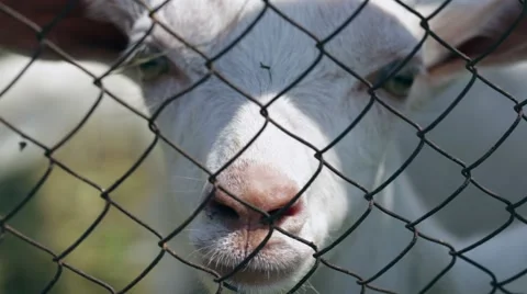Young goat looking directly at the camera, close up, front view Video stock 66557903
