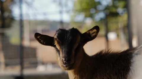 Young goat looks directly at the camera inside a zoo enclosure. The footage Stock Footage 327482296