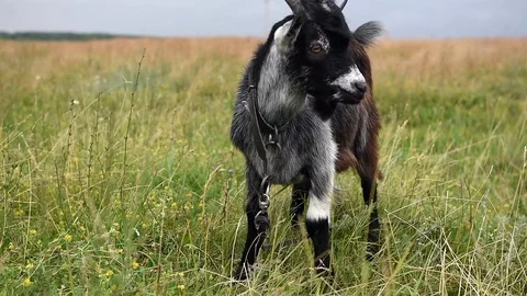 Young Goat in a Meadow Stock Footage 88261570
