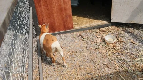 Young goat mix colour cute lovely in the farm outdoor cage. Stock Footage 287725811