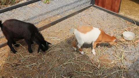 Young goat mix colour cute lovely in the farm outdoor cage. Stock Footage 287726283