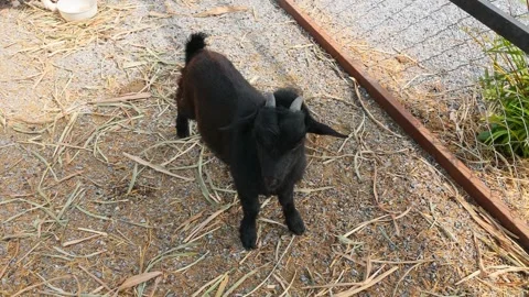 Young goat mix colour cute lovely in the farm outdoor cage. Stock Footage 287726451