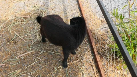 Young goat mix colour cute lovely in the farm outdoor cage. Stock Footage 287726472