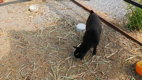 Young goat mix colour cute lovely in the farm outdoor cage. Stock Footage 287726490