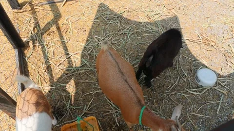 Young goat mix colour cute lovely in the farm outdoor cage. Stock Footage 287726570