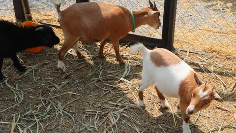 Young goat mix colour cute lovely in the farm outdoor cage. Stock Footage 287727334