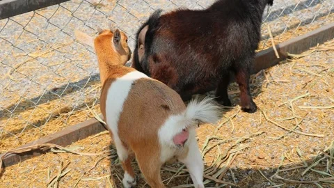 Young goat mix colour cute lovely in the farm outdoor cage. Stock Footage 287727561