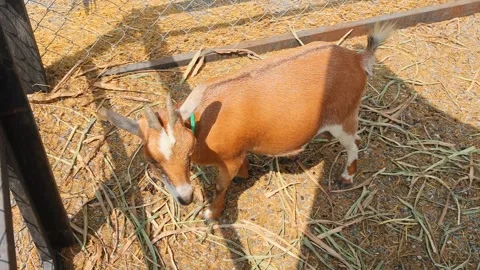 Young goat mix colour cute lovely in the farm outdoor cage. Stock Footage 287727633