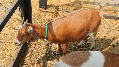 Young goat mix colour cute lovely in the farm outdoor cage. Stock Footage 287727648