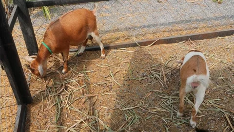 Young goat mix colour cute lovely in the farm outdoor cage. Stock Footage 287727716