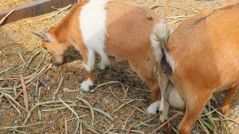 Young goat mix colour cute lovely in the farm outdoor cage. Stock Footage 287727776
