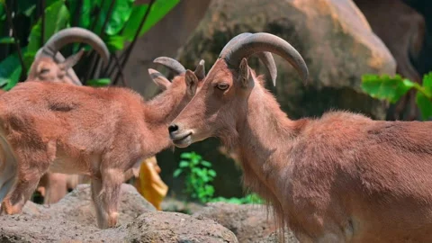 Young Goat Mountain 스톡 동영상 240096445