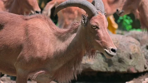 Young Goat Mountain 스톡 동영상 240097197