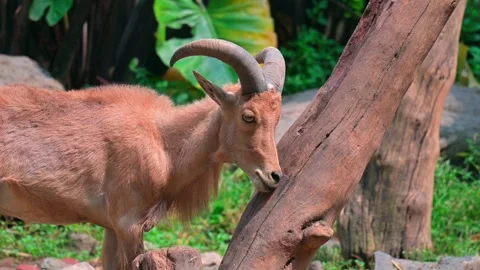 Young Goat Mountain 스톡 동영상 240098220