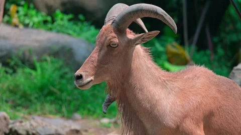 Young Goat Mountain 스톡 동영상 240100013