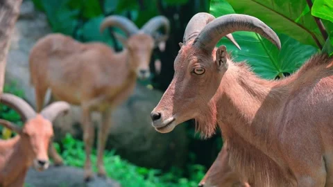 Young Goat Mountain 스톡 동영상 240107118