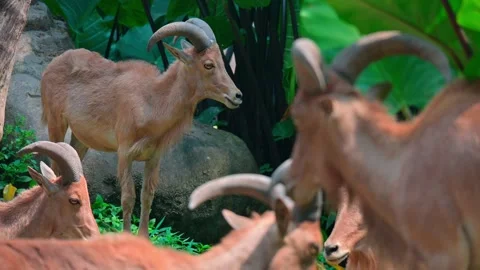 Young Goat Mountain 스톡 동영상 240107333