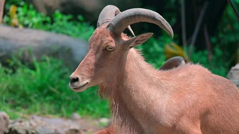 Young Goat Mountain Stock-Footage 240112790