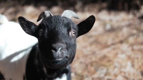 Young goat in a mountain valley Stock Footage 104732059