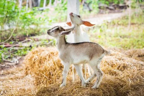 Young goat Stock Photos