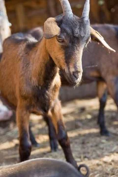 Young goat Stock Photos